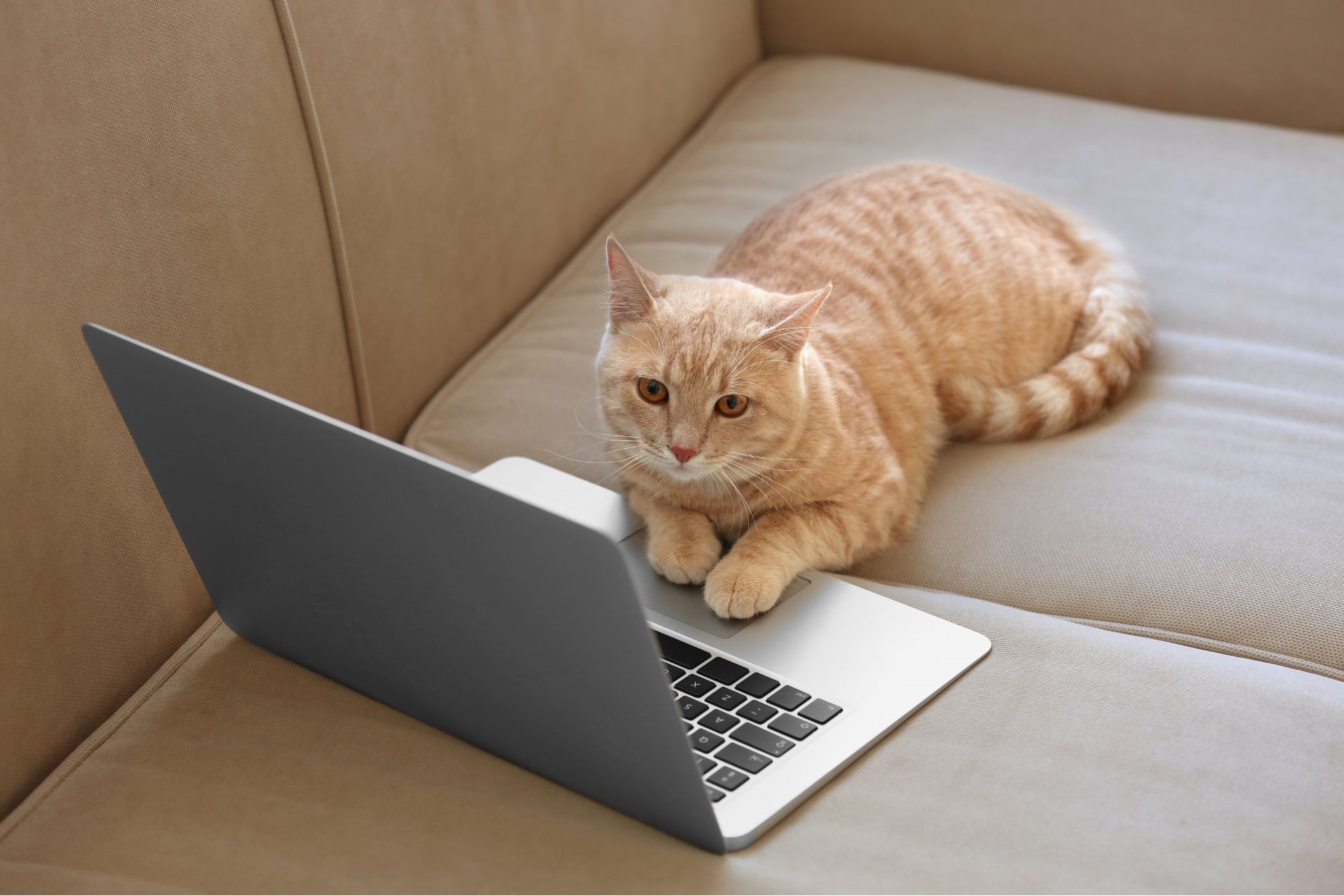 Virtuální adopce - Útulek pro kočky Nové Strašecí Virtuální adopce - Útulek pro kočky Nové Strašecí